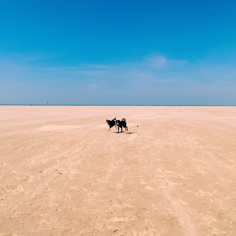 dogs (ok, ok and cats)
